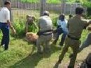 PENERTIBAN SAPI LIAR